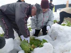 雪中キャベツの収穫を体験する消費者