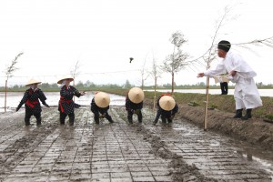 伊勢神宮への献上米を５人の早乙女が手植えした