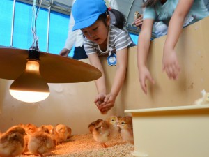 ＪＡと企業が連携した業務委託農場で比内地鶏の雛を放す園児