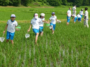 小学生が水田に生息する生き物を調査