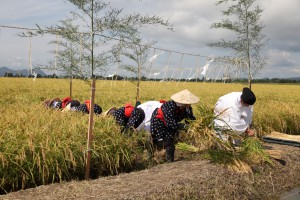 「新嘗祭献穀田」で伊勢神宮などに献納する稲を収穫 