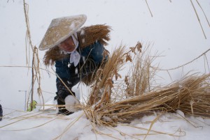 稲の倒れ方で作柄占う「雪中稲刈り」、今年は不作も栽培管理で挽回誓う