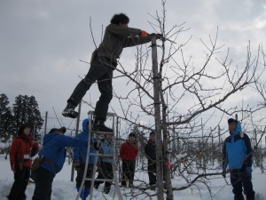 雪害対策のため、雪に強い樹形を検討