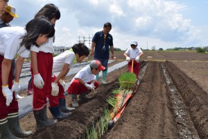 農業体験で小学生が地元名産のネギの苗を簡易移植機で定植