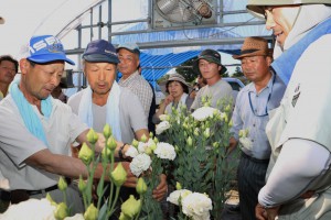 生産者が出荷間近のトルコギキョウの規格を確認