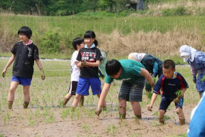 小学生がモチ米の田植え体験。米は卒業式で赤飯にする予定。