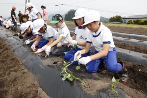 小学生が野菜定植。野菜の売り上げは復興支援募金へ