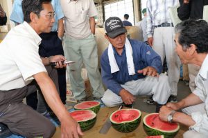 出荷前の試し割りで糖度と食感を確認