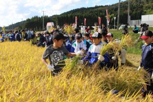 協力して稲を刈り取る児童ら