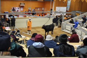 あきた総合家畜市場で行われた今年の初セリ