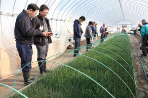 現地圃場で生育を確認する生産者ら