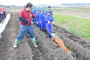 「ひっぱり君」で定植作業をする児童