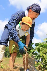 同ＪＡ職員と力を合わせて枝豆を収穫する園児